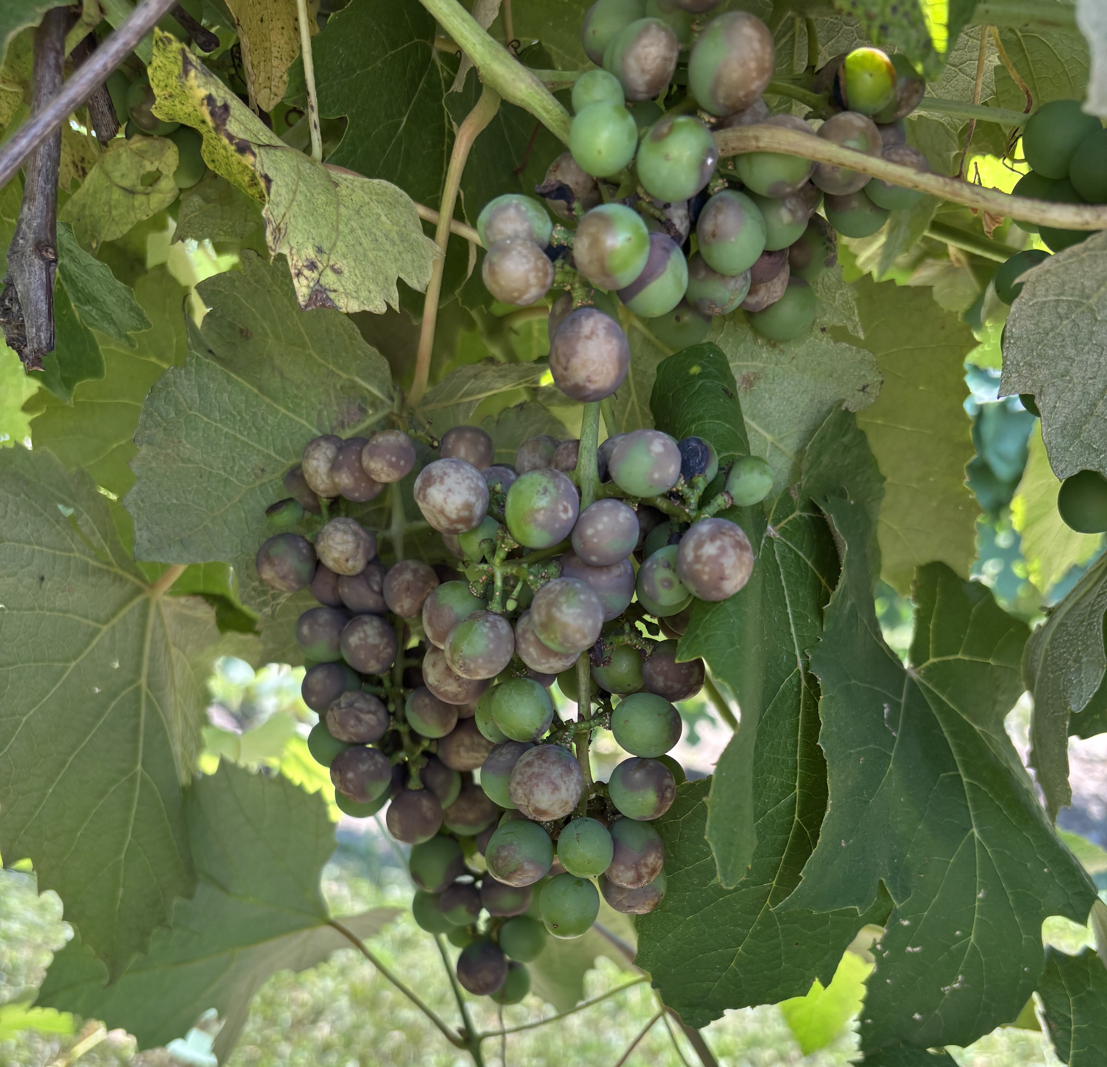 Black rot on grapes growing on a vine.
